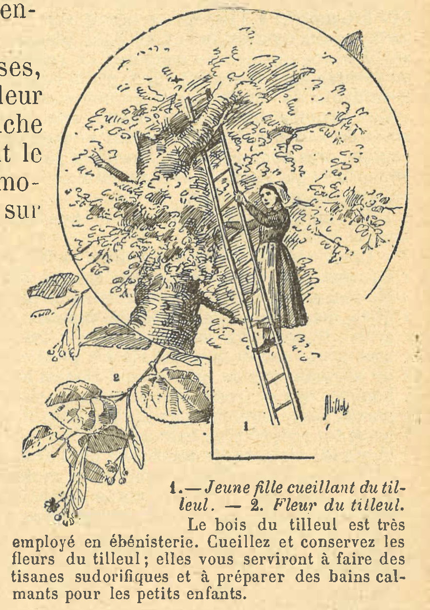 Chapitre 115, page 405, 1. - Jeune fille cueillant du tilleul. - 2. Fleur du tilleul