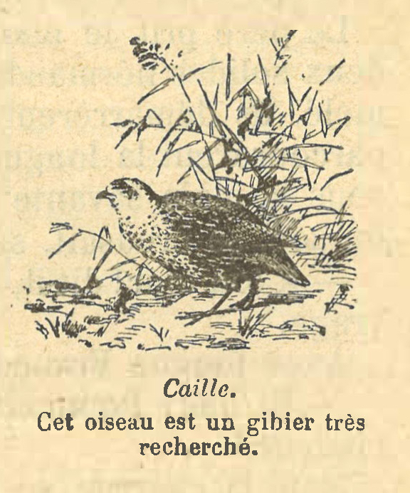 Chapitre 123, page 431, Caille