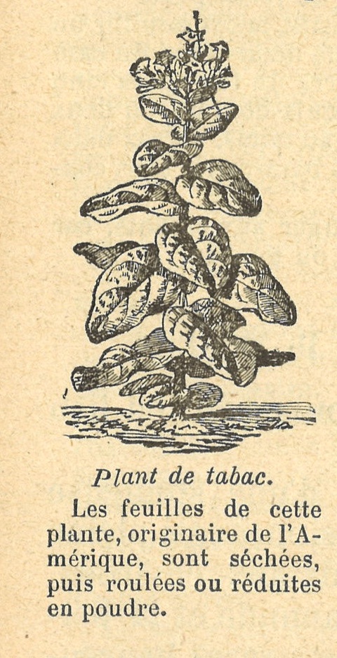Chapitre 127, page 446, Plant de tabac