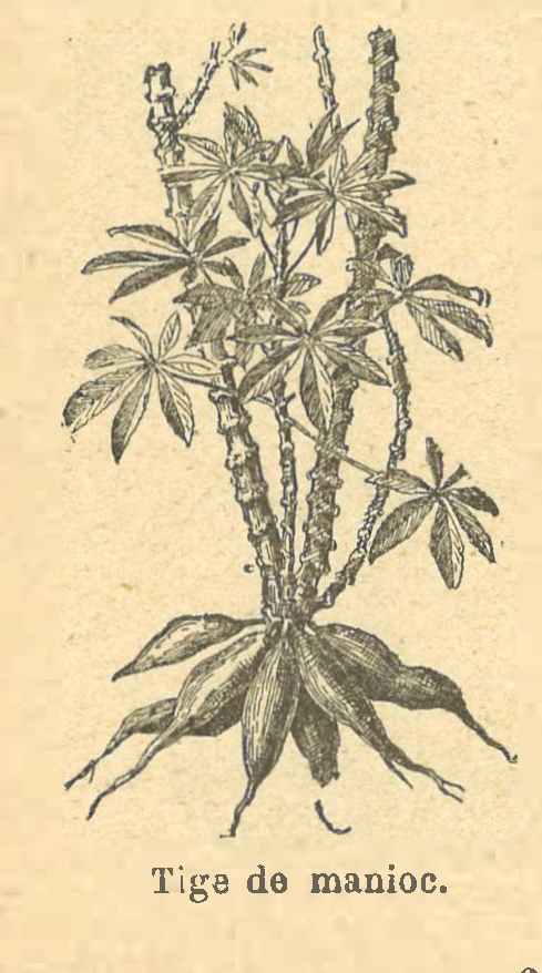 Chapitre 136, page 480, Tige de manioc
