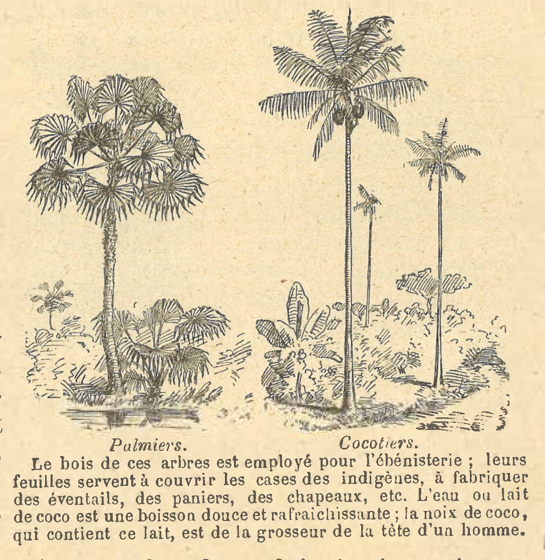 Chapitre 137, page 483, Palmiers. Cocotiers