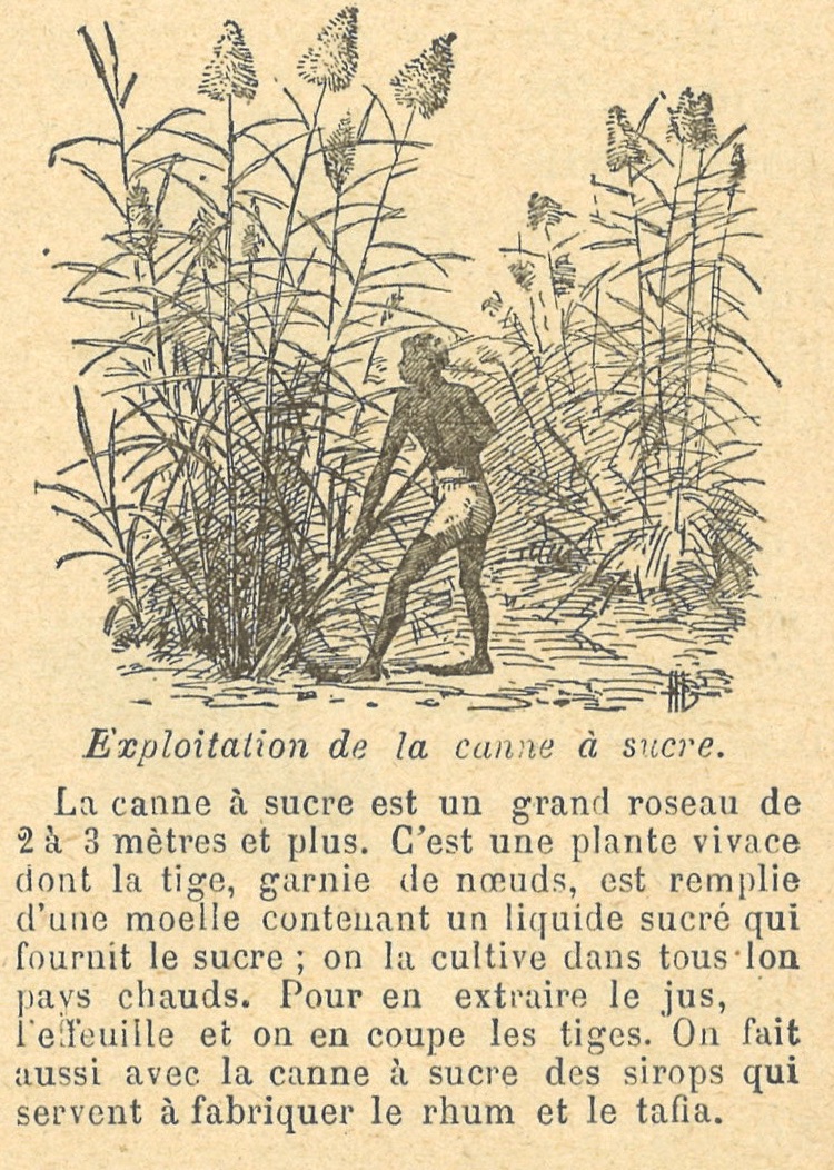 Chapitre 137, page 484, Exploitation de la canne à sucre