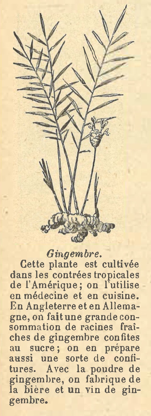 Chapitre 143, page 514, Gingembre