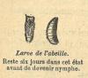 Chapitre 110, page 387, Larve de l'abeille