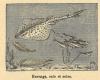Chapitre 89, page 308, Harengs, raies et soles