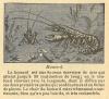 Chapitre 89, page 309, Homard