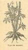 Chapitre 136, page 480, Tige de manioc