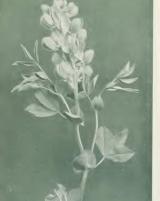 Citation block thumbnail